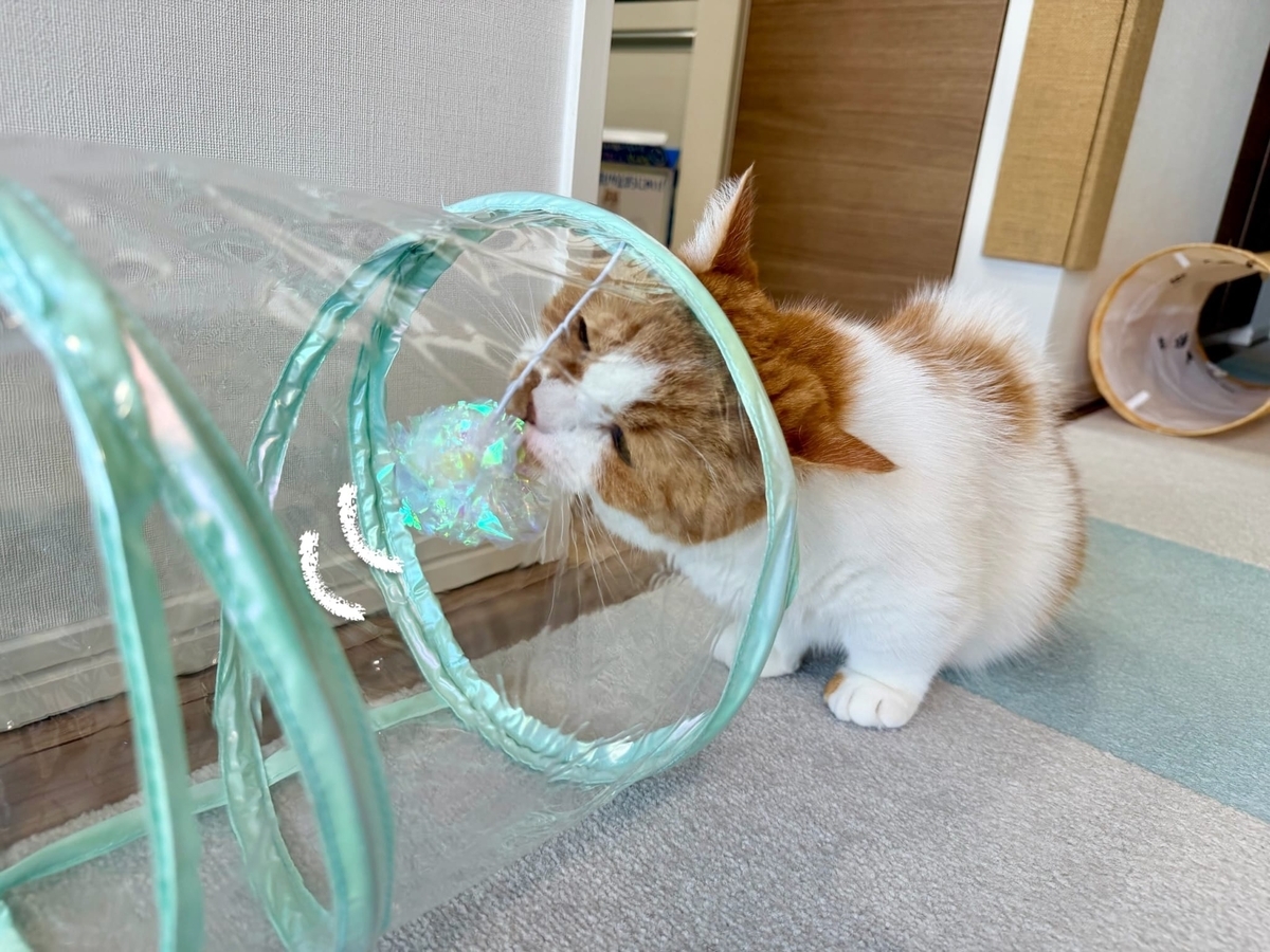 新しいトンネルとるるもな2