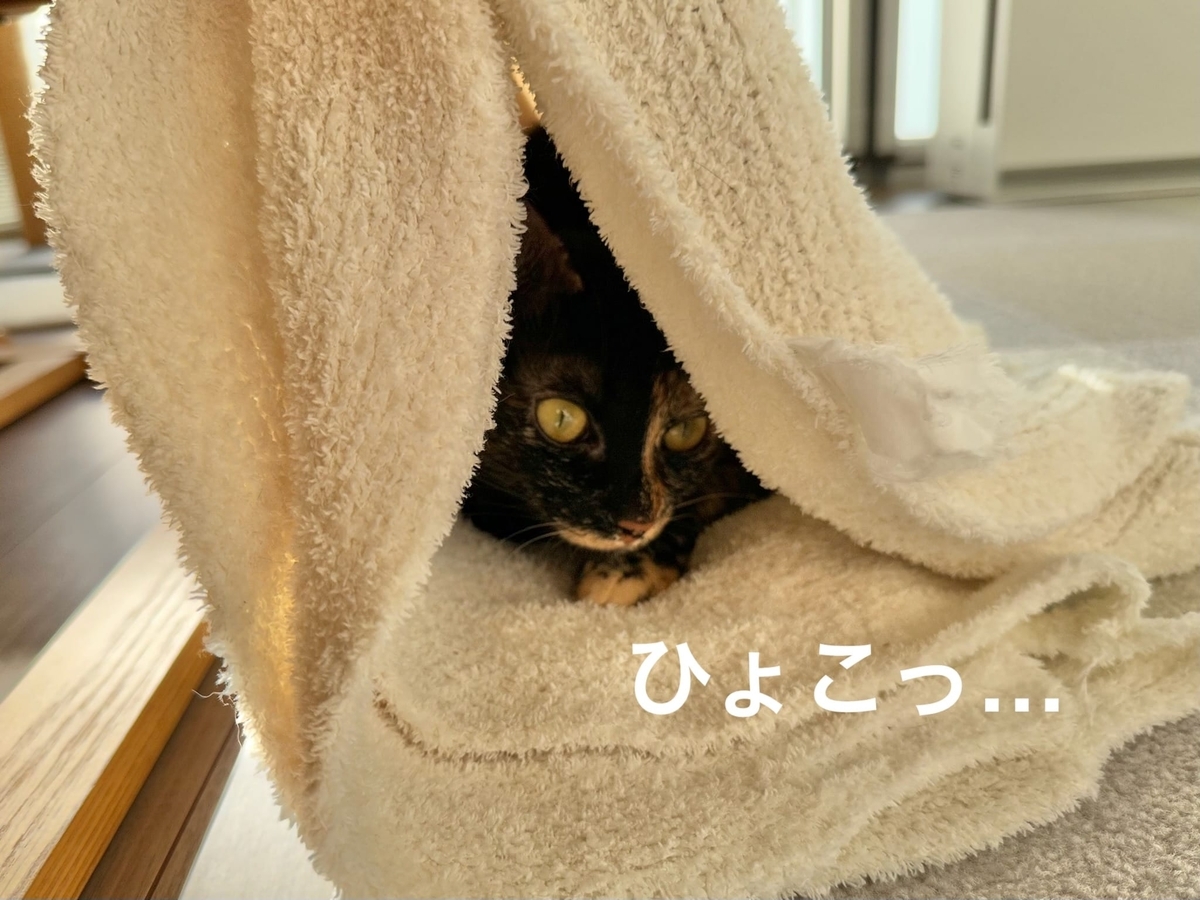 秘密基地のもなちゃん2