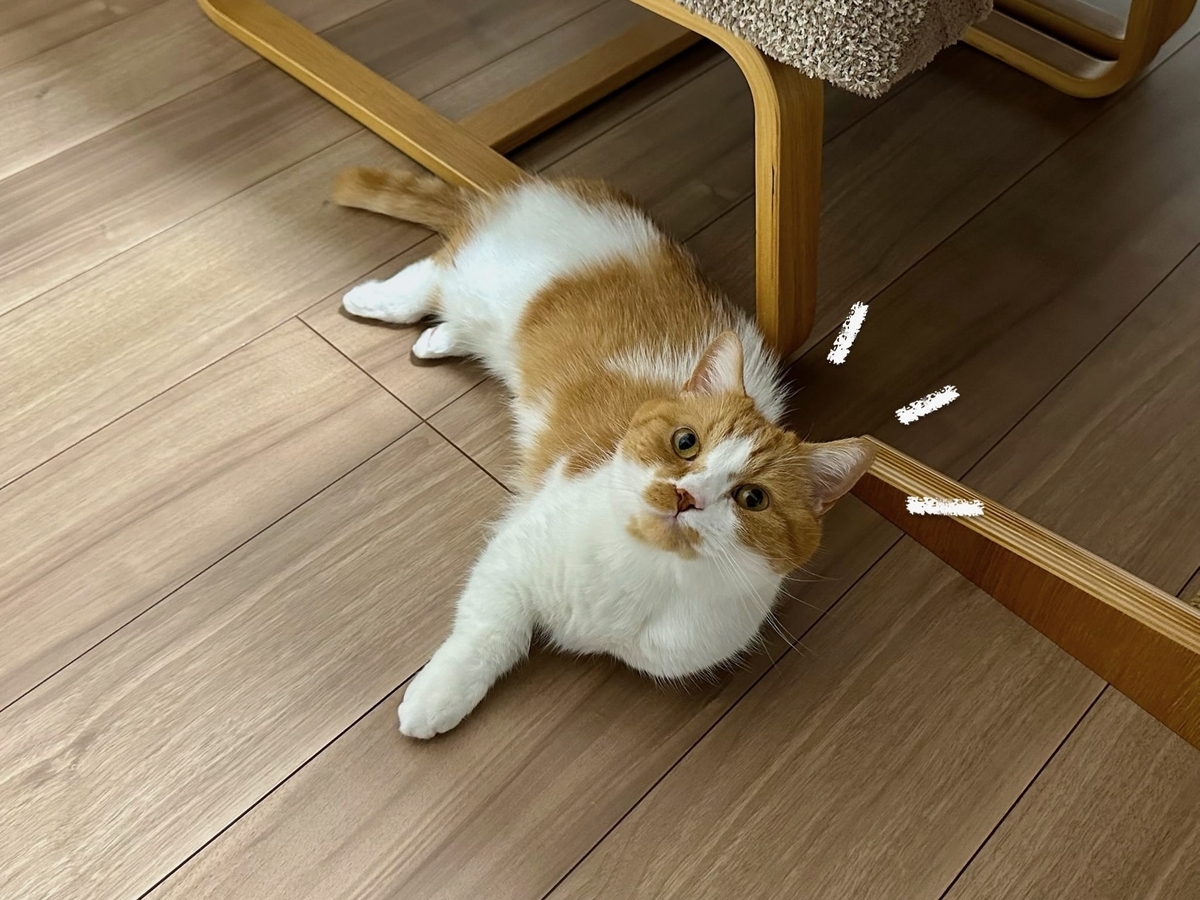 床暖にとろけるるるちゃん1