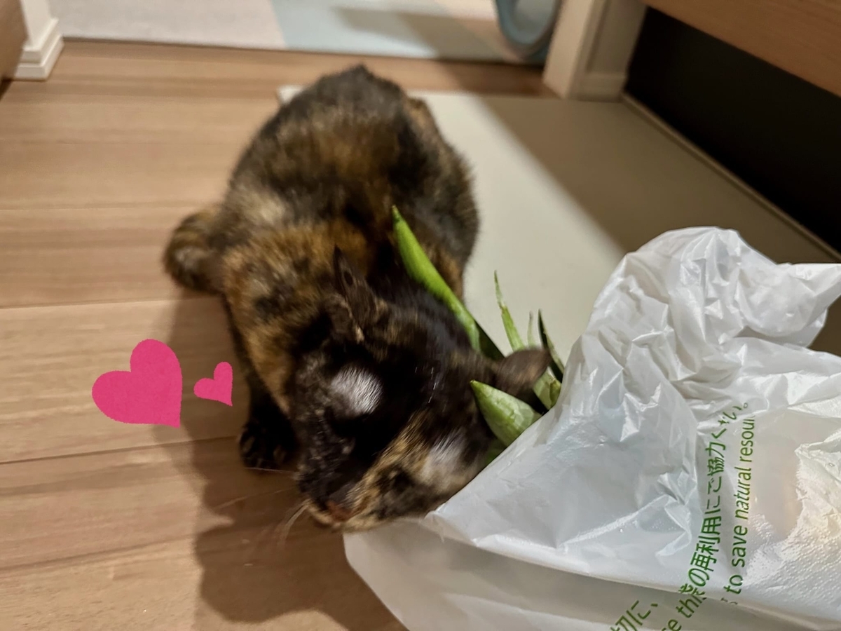 パイナップルにすりすりするもなちゃん3