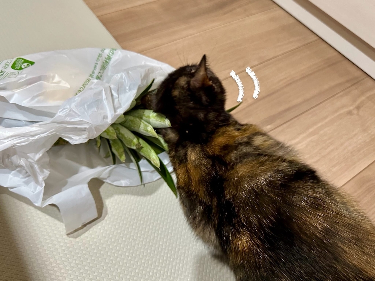 パイナップルにすりすりするもなちゃん1