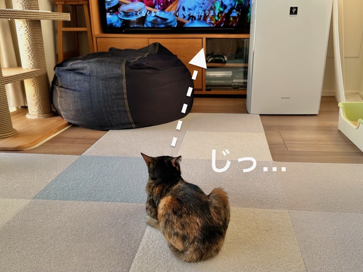 テレビを見つめるもなちゃん