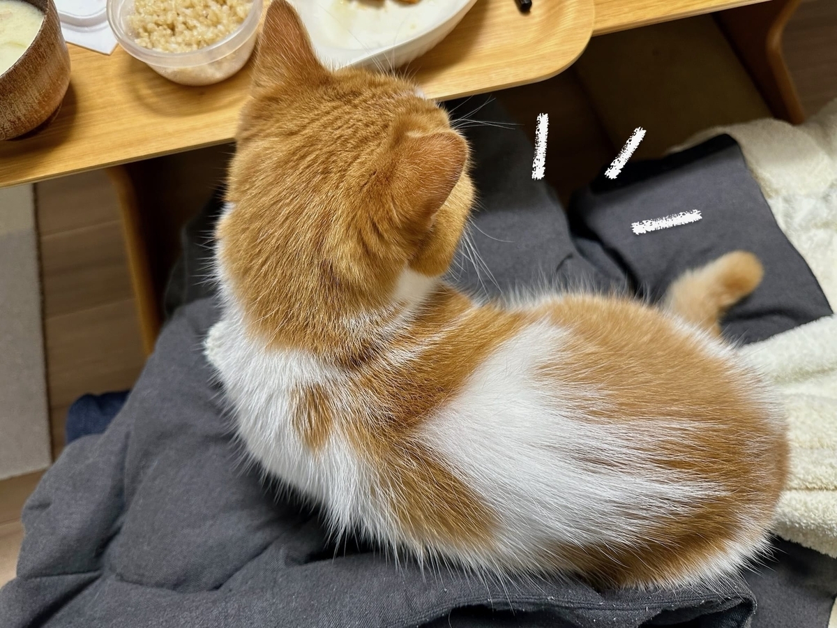 お膝猫るるちゃん