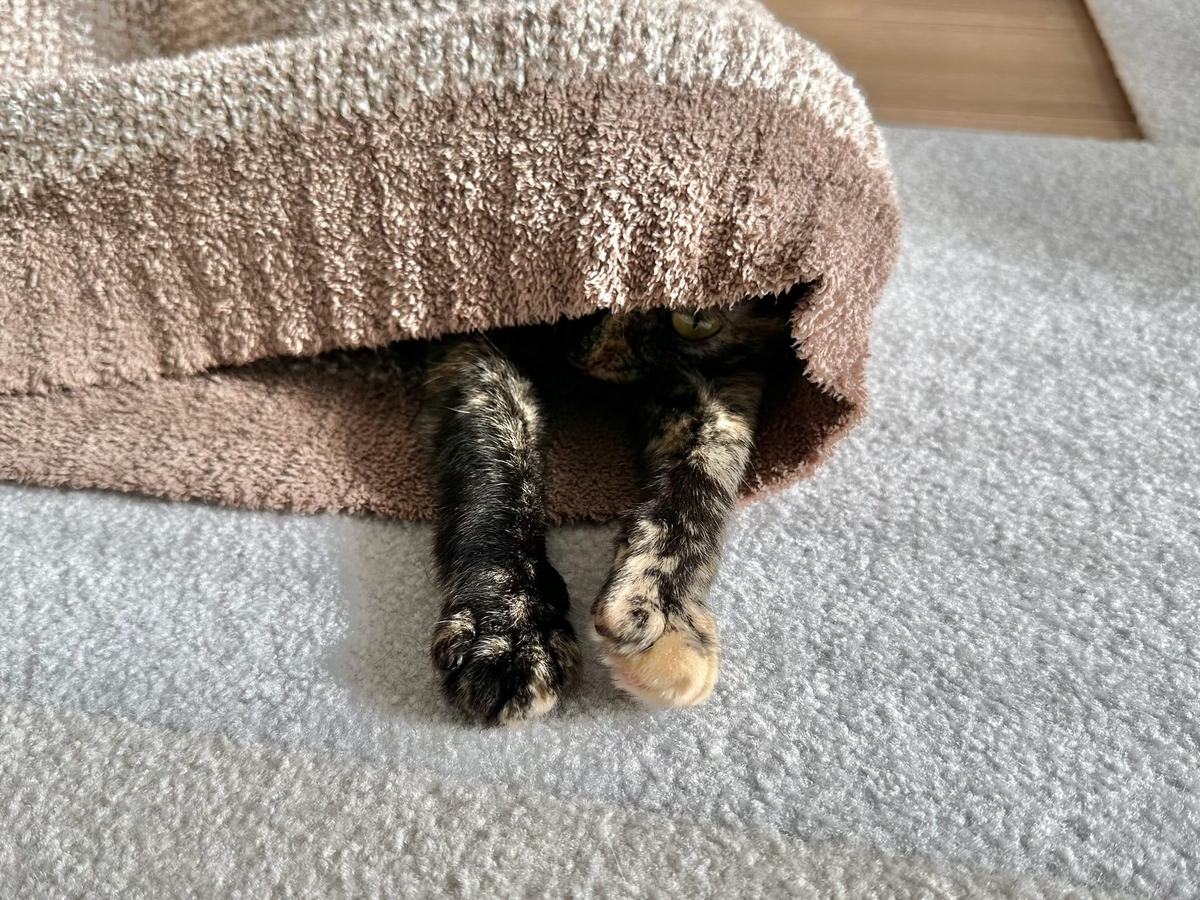 お手手ひょっこりもなちゃん2