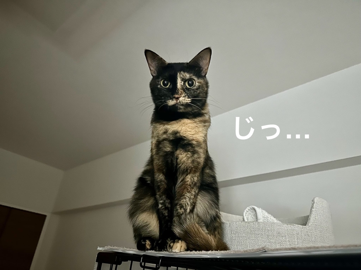 置き物もなちゃん2