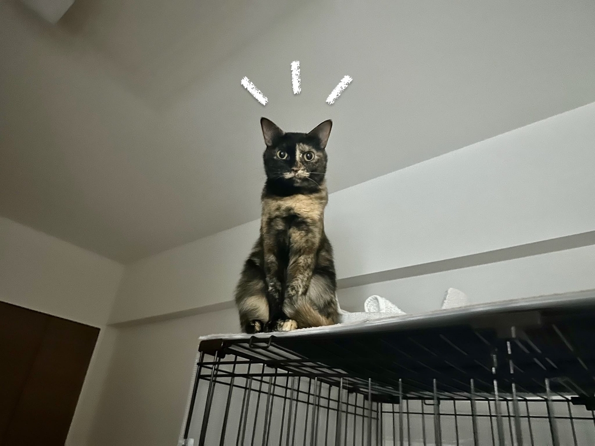 置き物もなちゃん1
