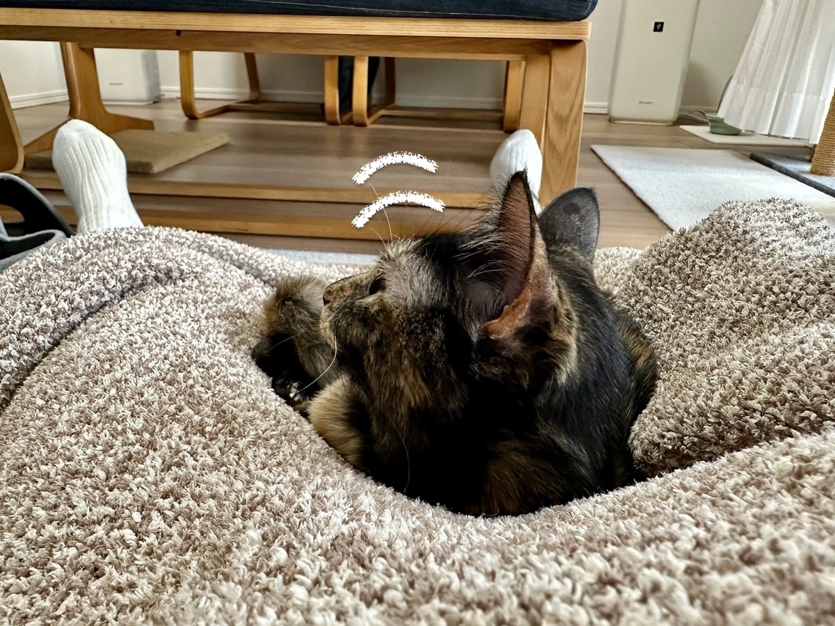 くっつき猫もなちゃん2