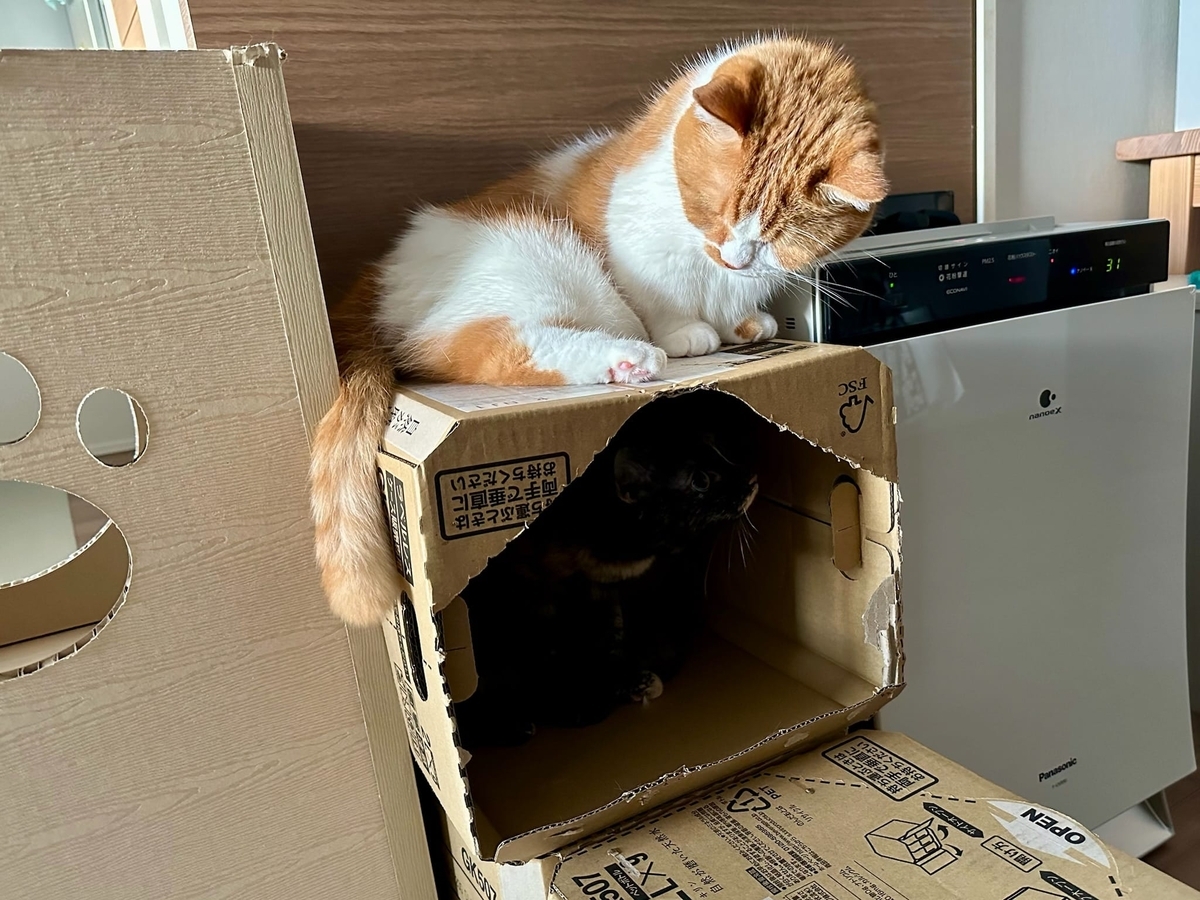段ボールでキャットタワー3