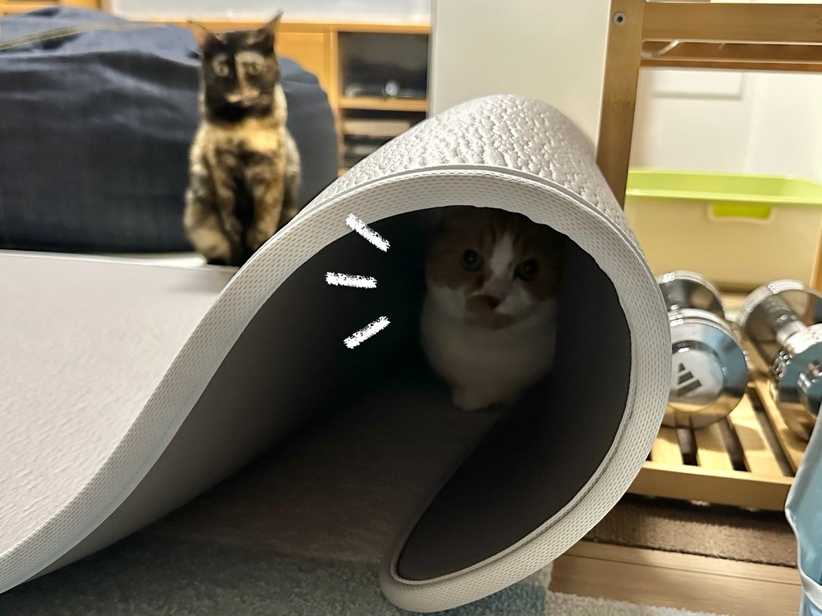 マットの中に潜り込むるるちゃん2