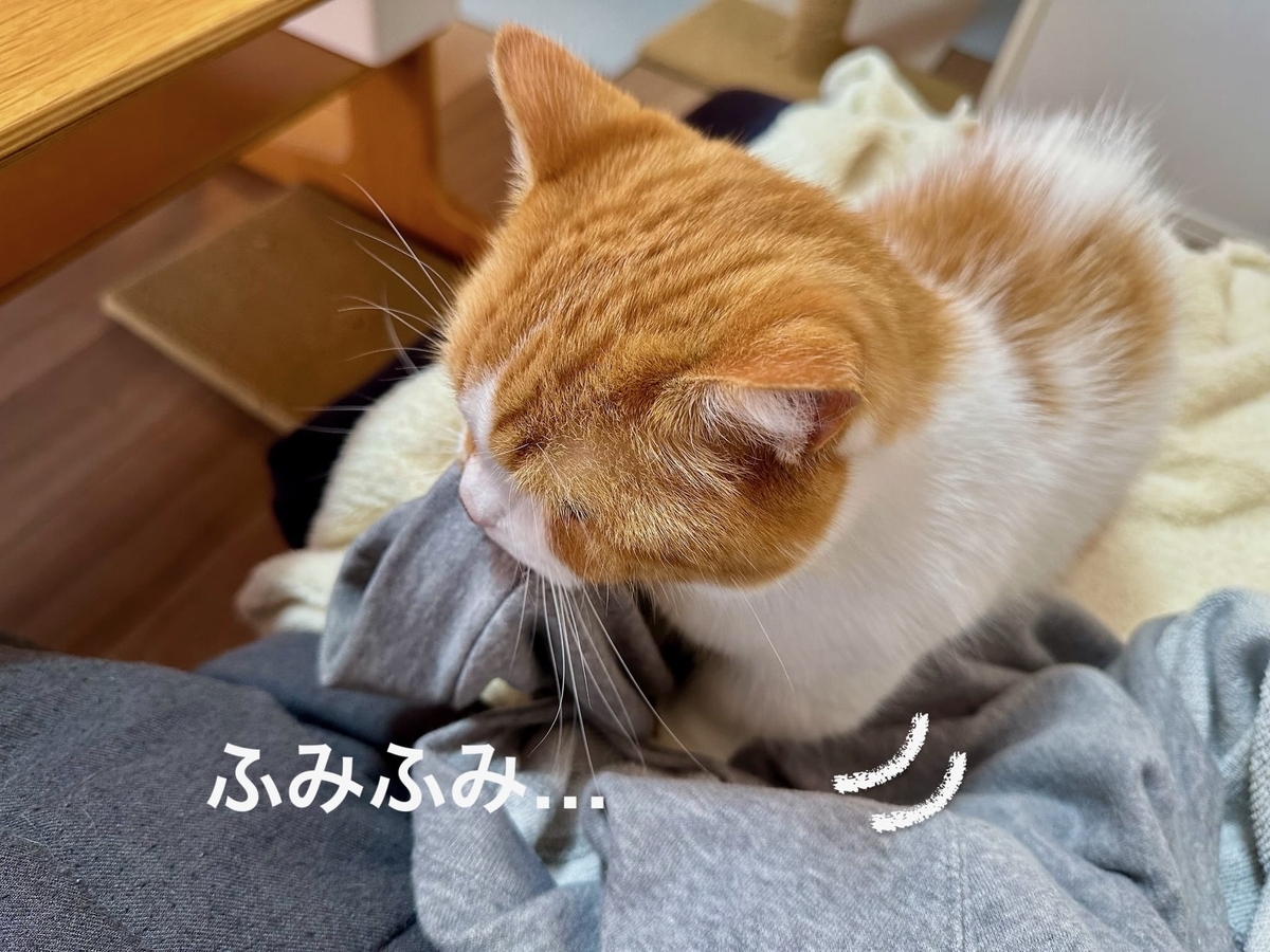 ふみふみるるちゃん