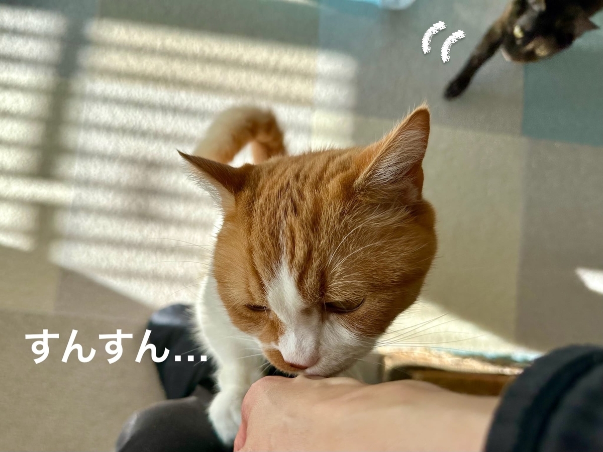 ワセリンなめなめるるちゃん1