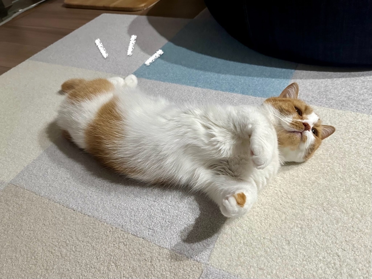 床に転がるるるちゃん3