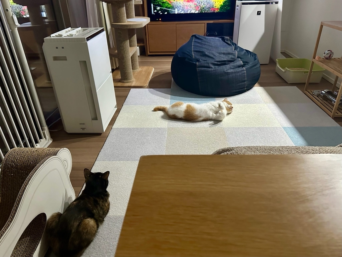 床に転がるるるちゃん1
