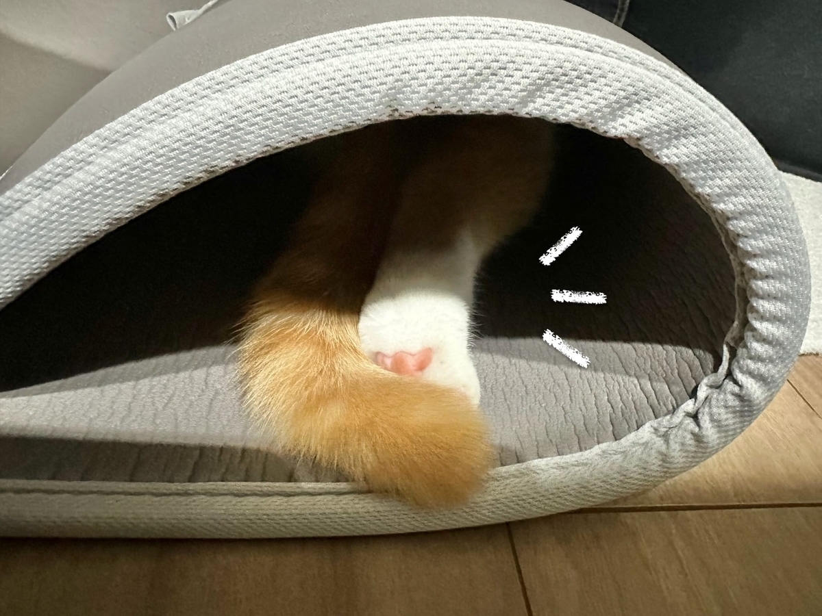 マットにINするるるちゃん
