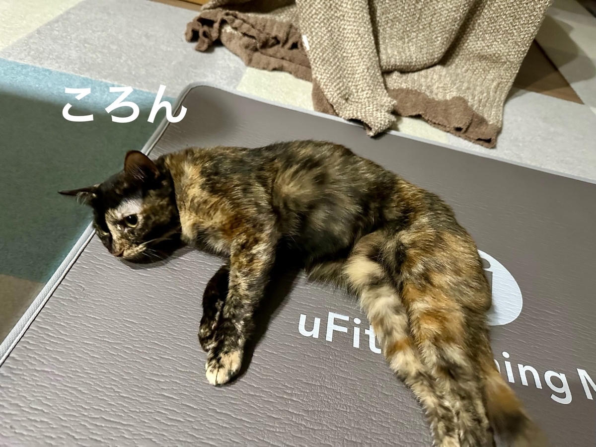マットに転がるもなちゃん1