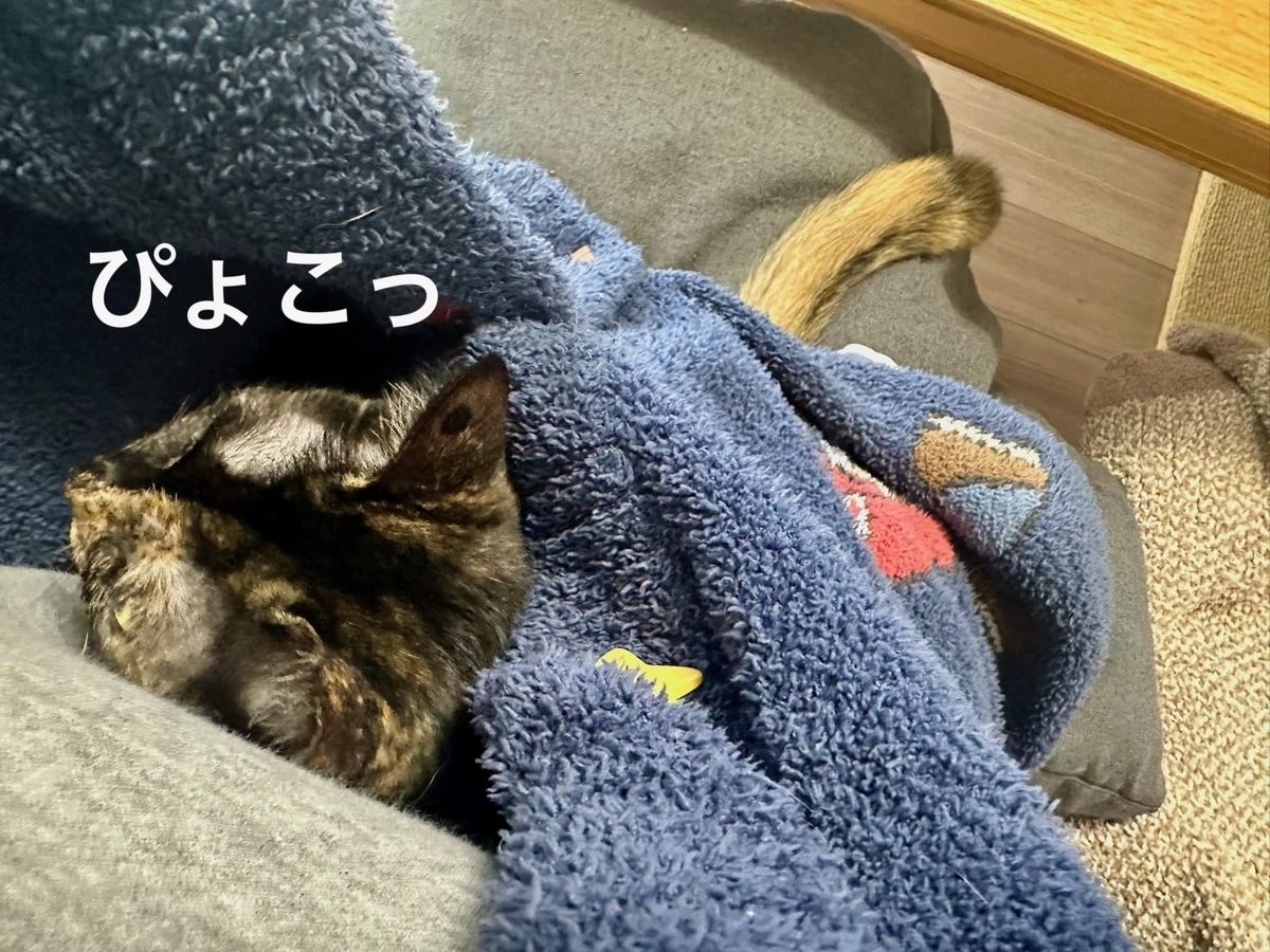カンガルーもなちゃん2