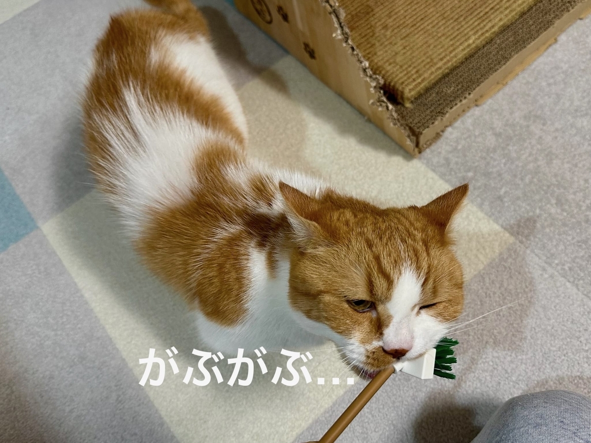デッキブラシとるるちゃん3