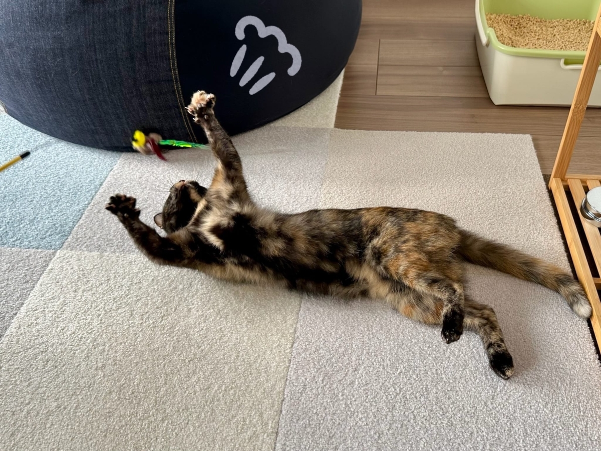 おもちゃタイムのもなちゃん2