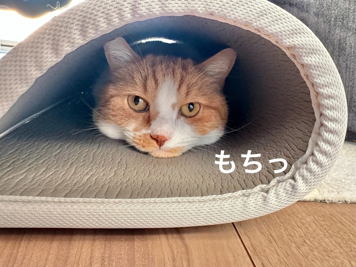マットに潜むるるちゃん
