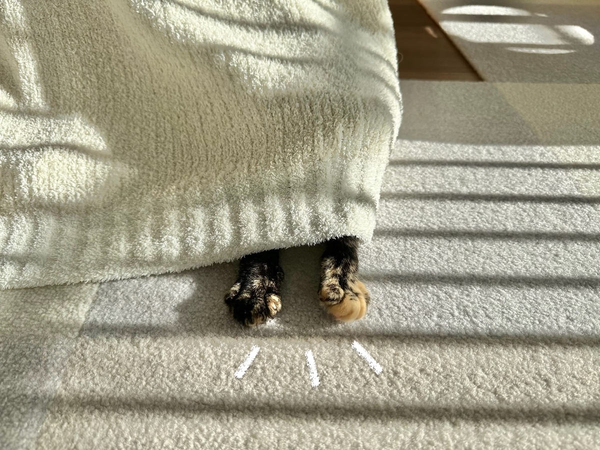 お手手だけひょっこりもなちゃん