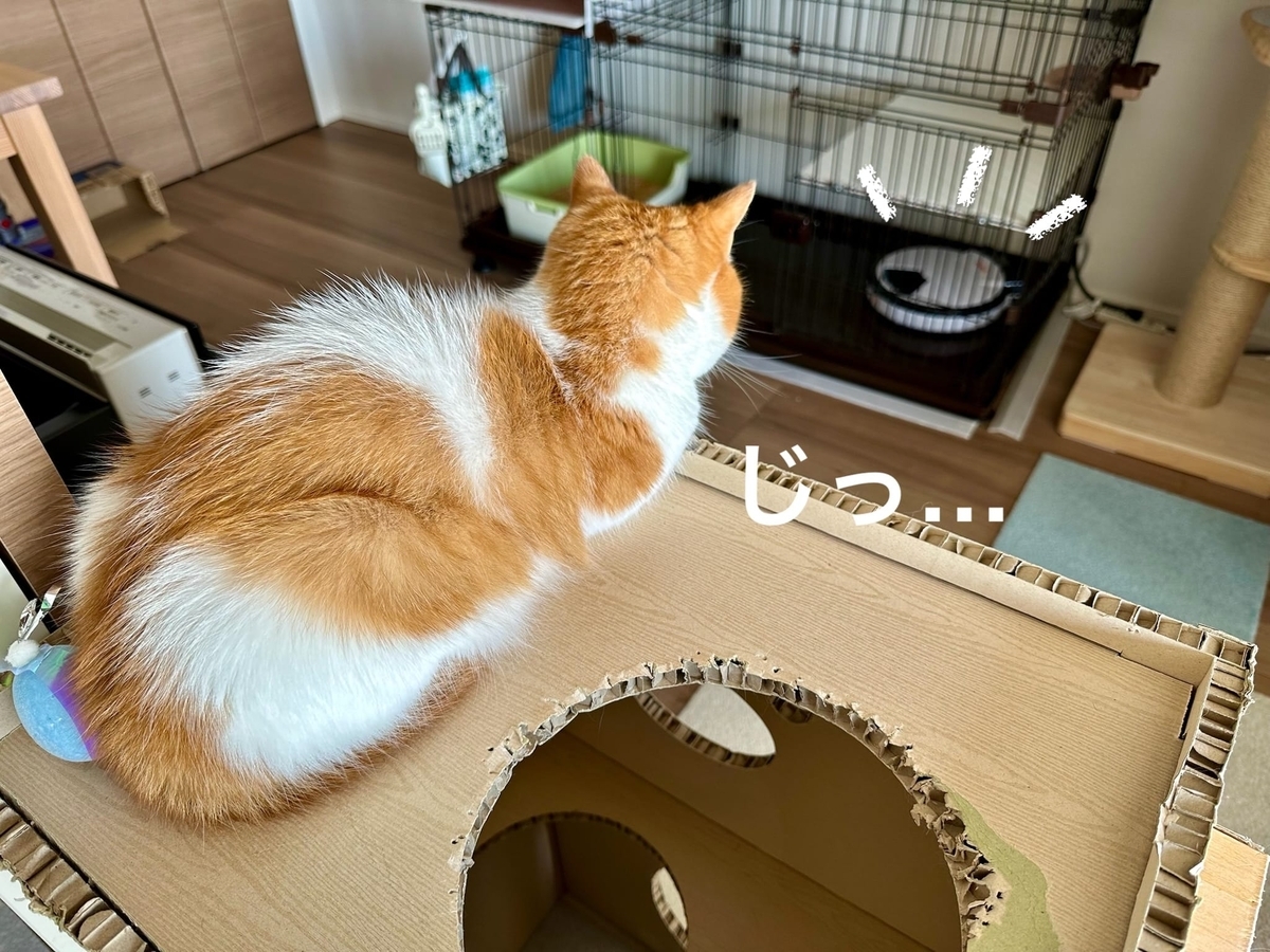 オートフィーダー監視員るるちゃん