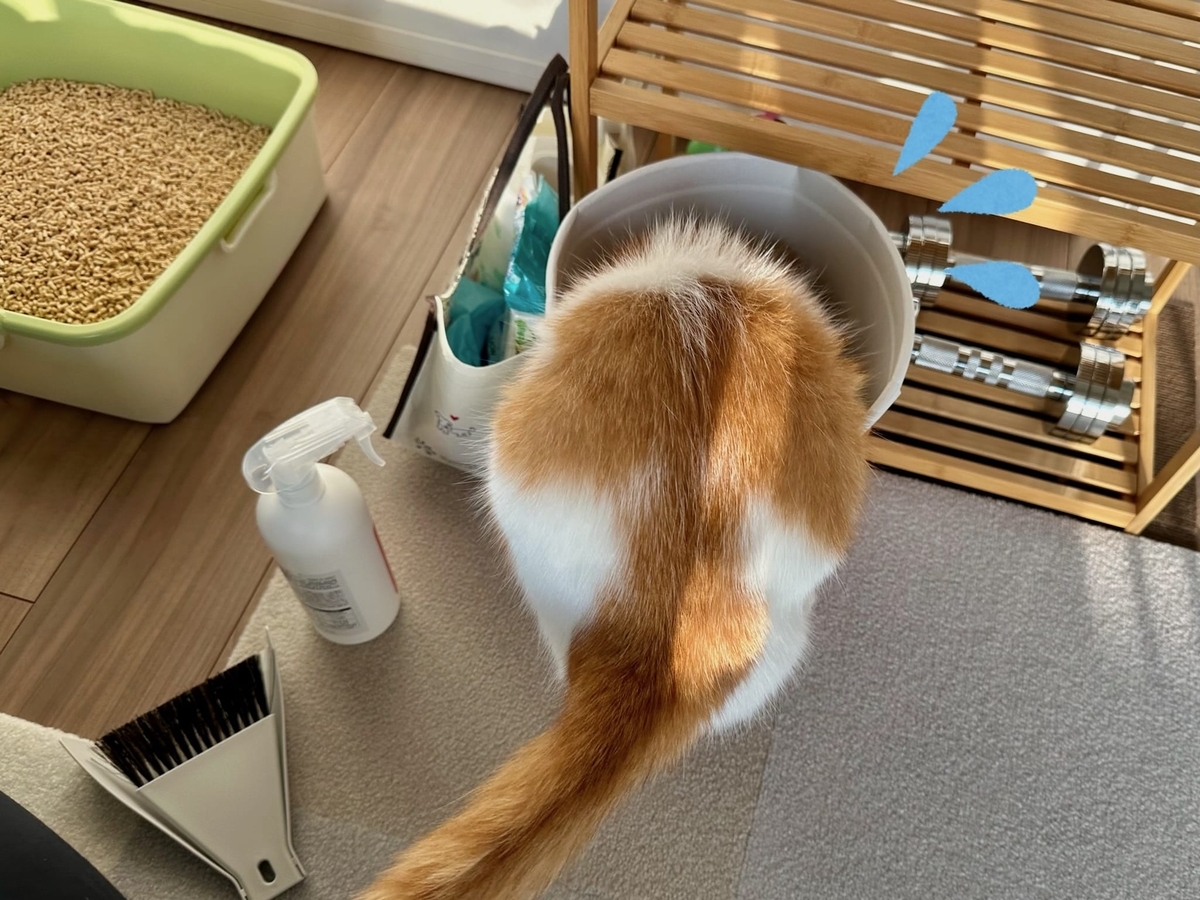 ケンタッキーに入りたいるるちゃん1