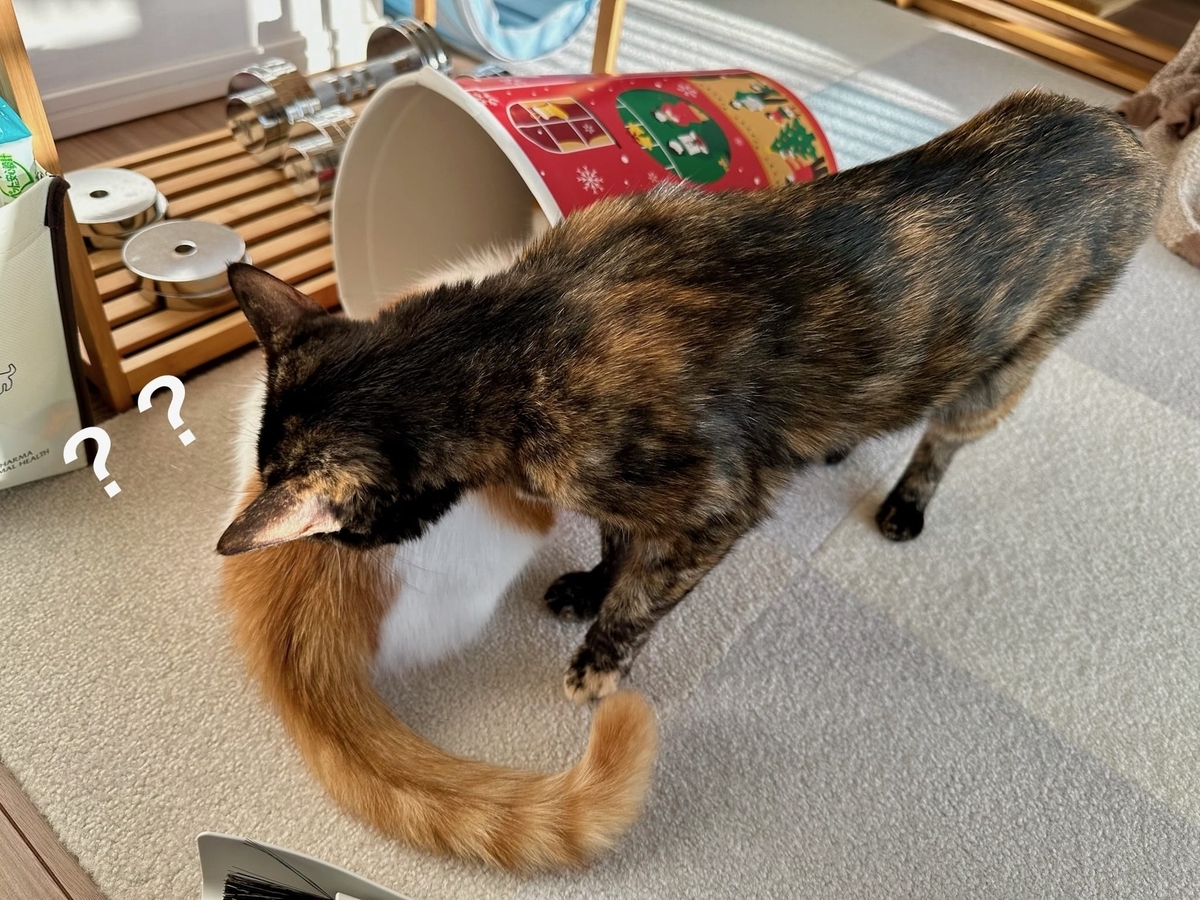 ケンタッキーに入りたいるるちゃん3