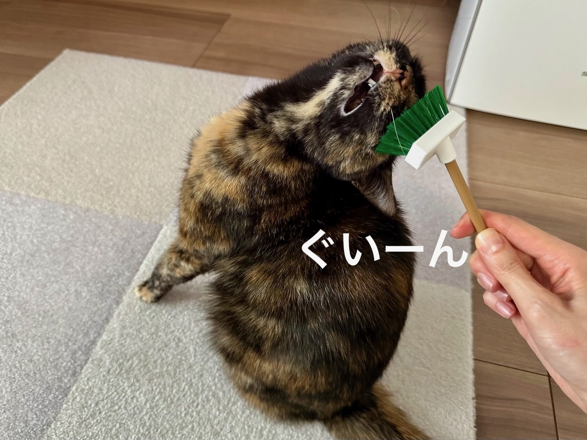 ブラシがお気に入りのもなちゃん3