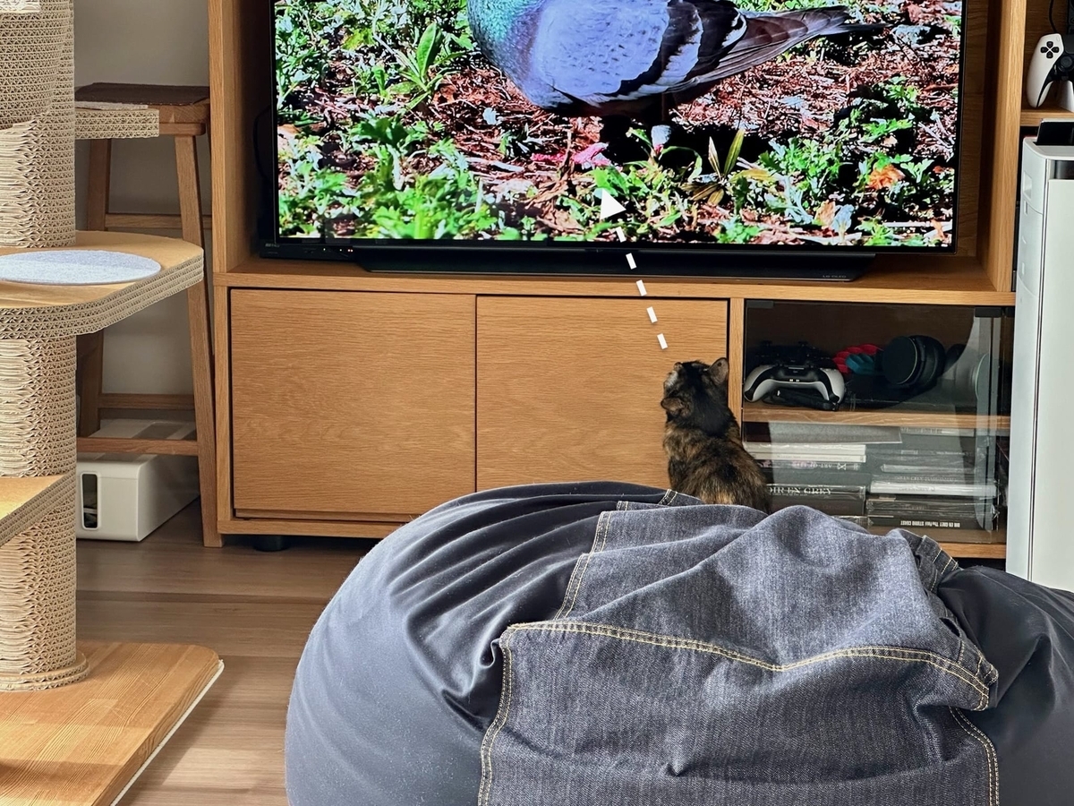 テレビっ子もなちゃん