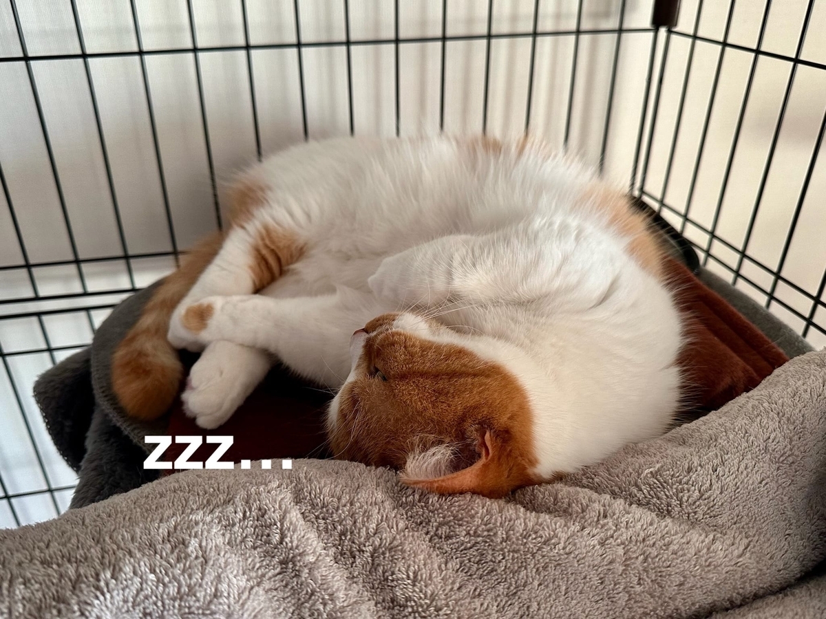 ホカぺでお昼寝中のるるちゃん