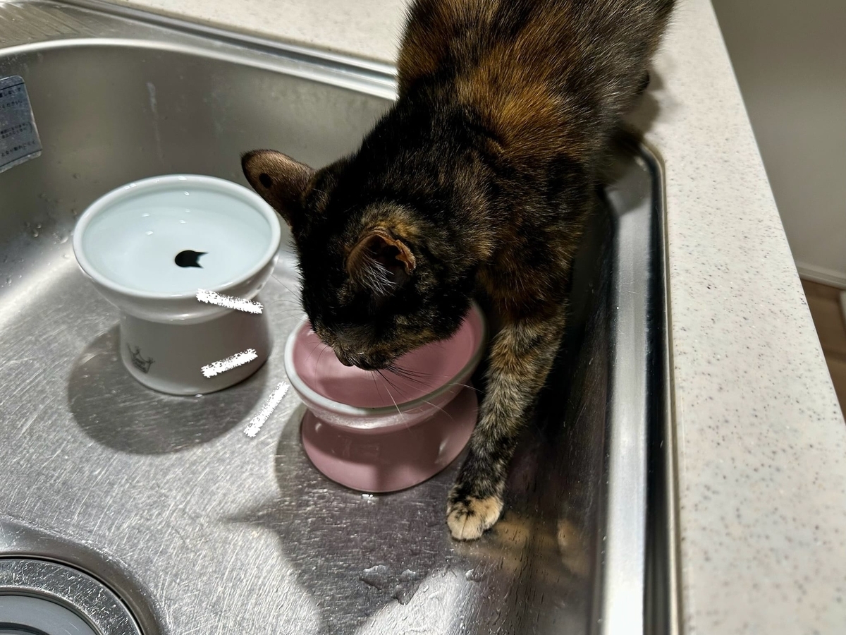 お水飲み中のもなちゃん1