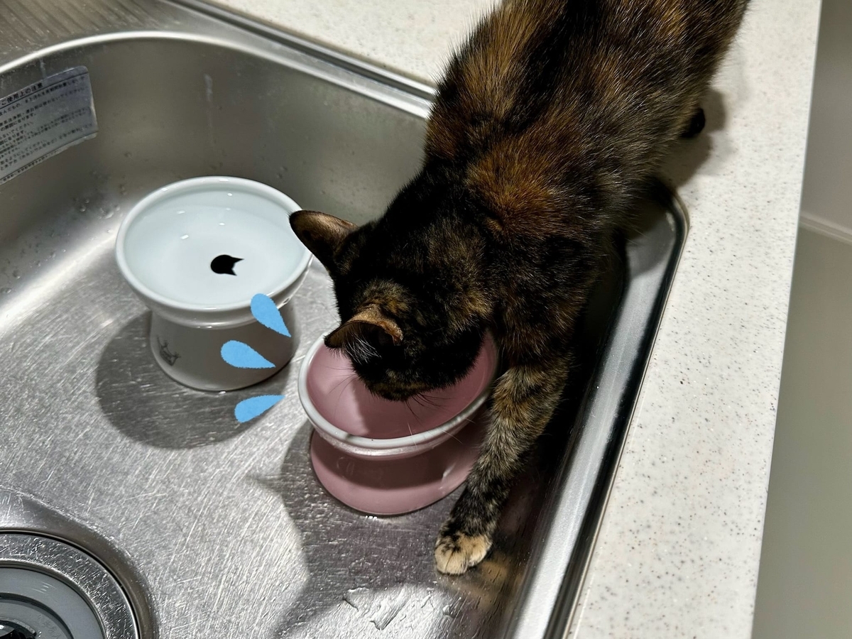 お水飲み中のもなちゃん2