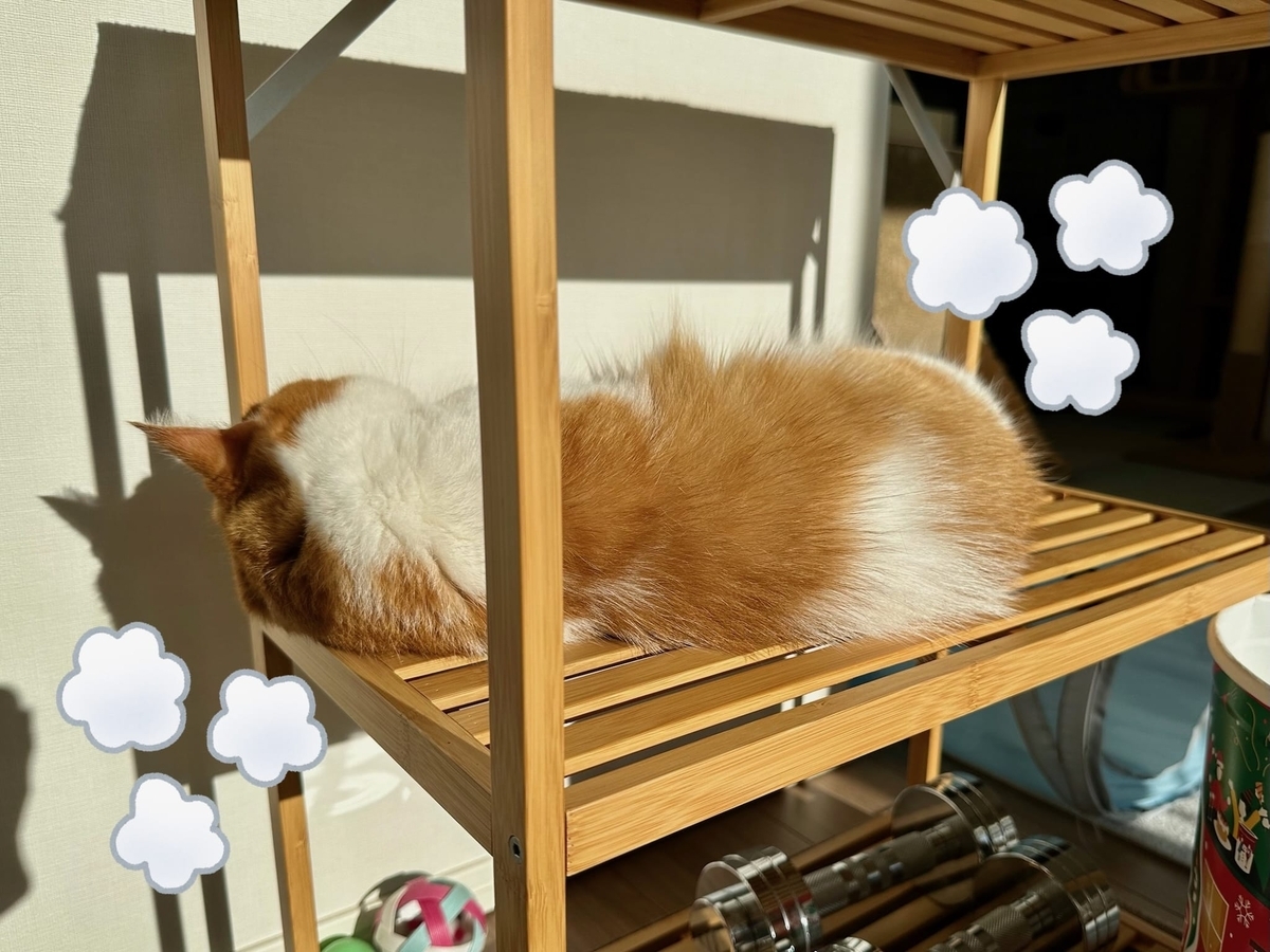 日向ぼっこ中のるるちゃん1