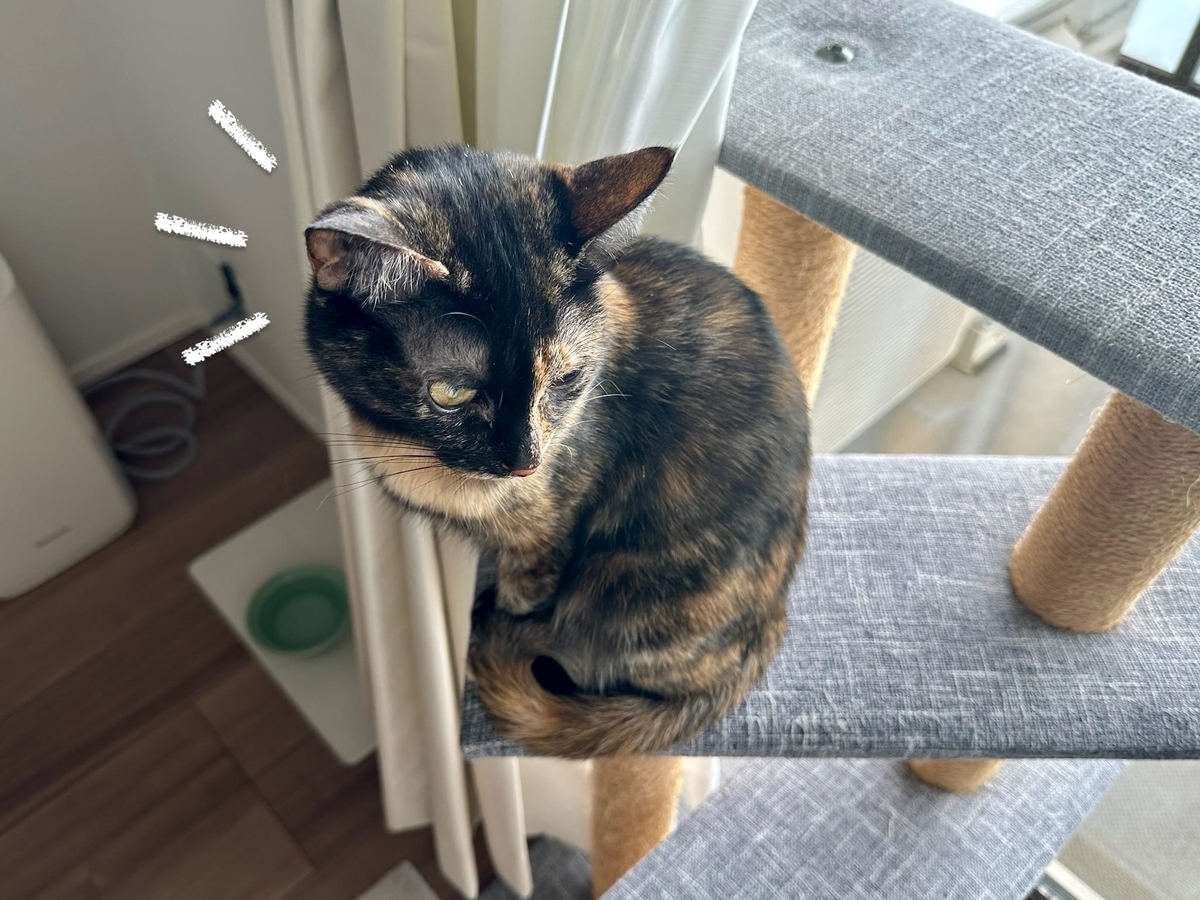 キャットタワーの上のもなちゃん1