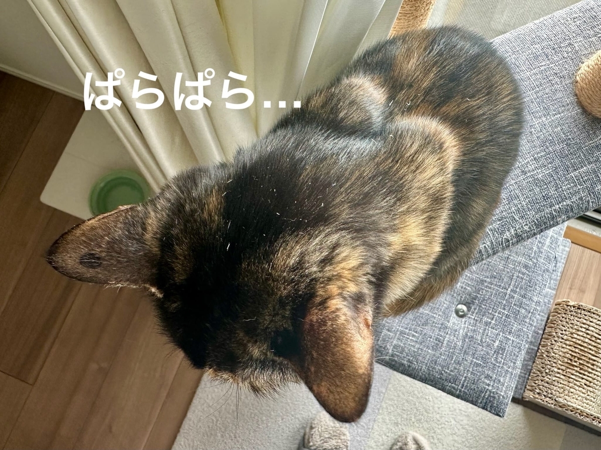 キャットタワーの上のもなちゃん2