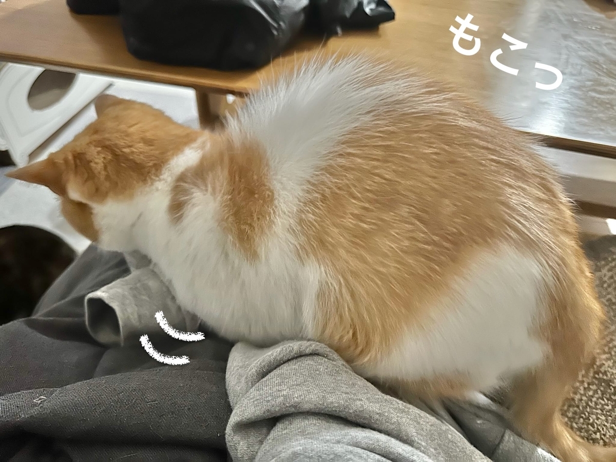 ふもふもるるちゃん2
