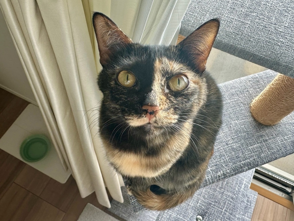 見つめるもなちゃん