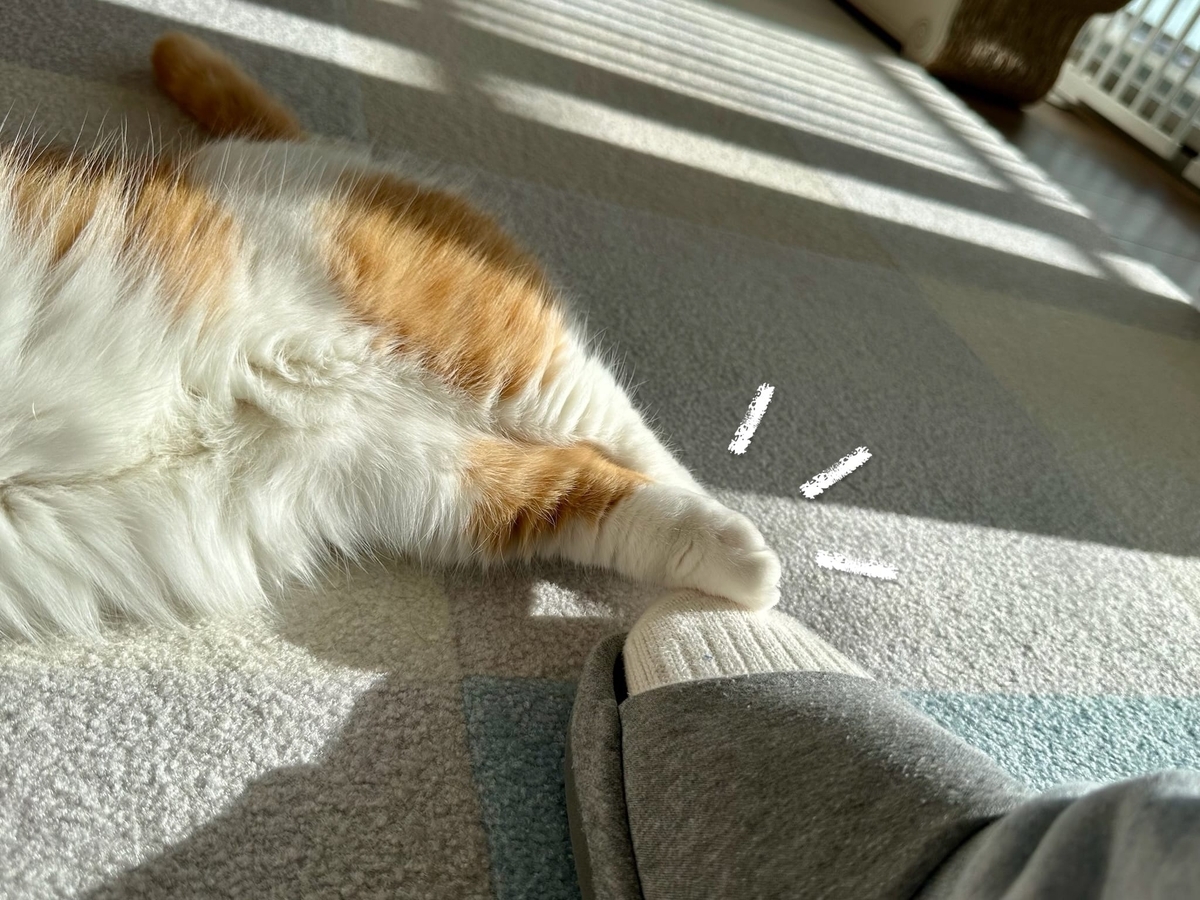日向ぼっこ中のるるちゃん2