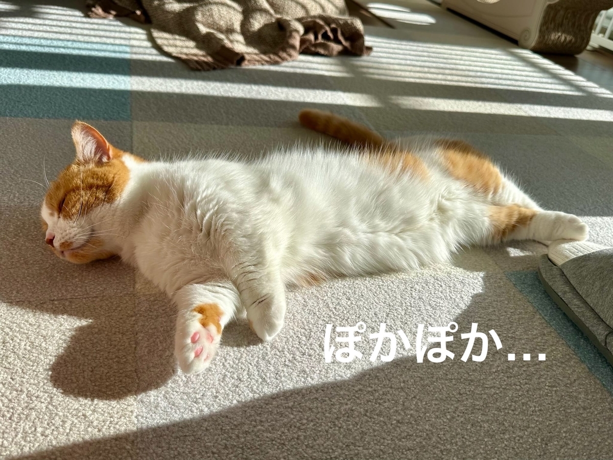 日向ぼっこ中のるるちゃん1