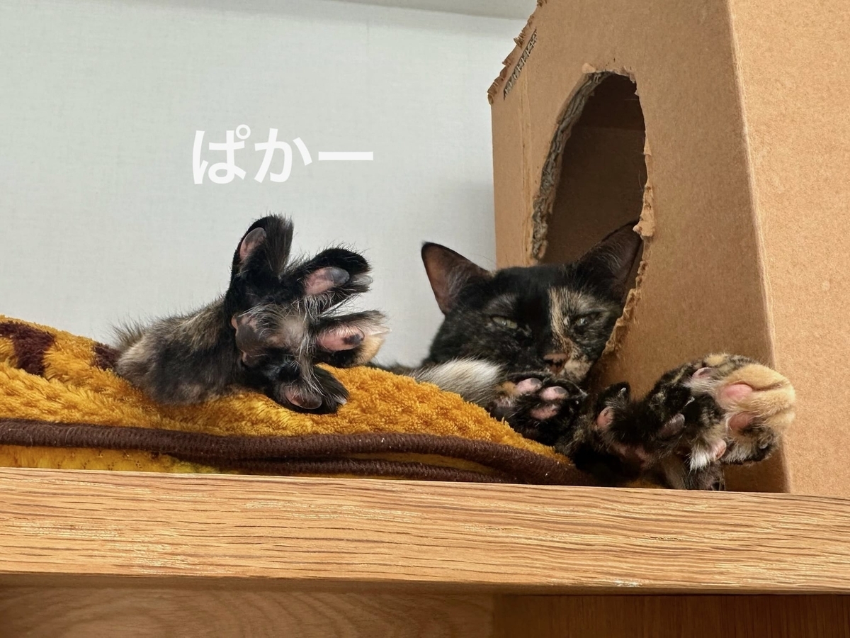 おねむタイムのもなちゃん2