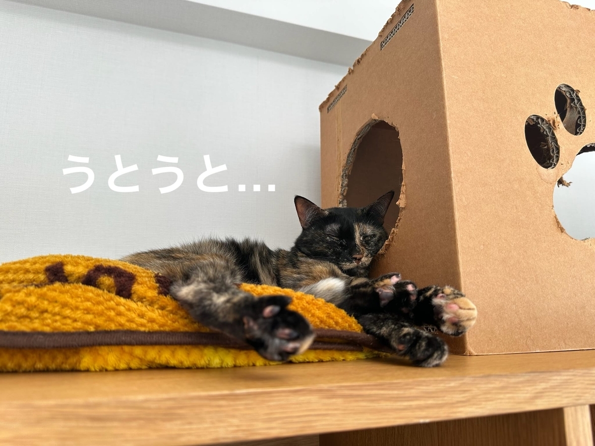 おねむタイムのもなちゃん1