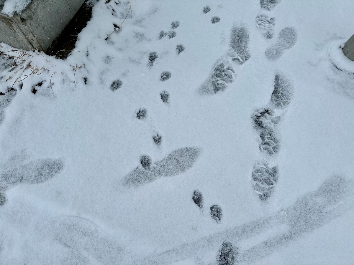 雪に残るわんちゃんの足跡