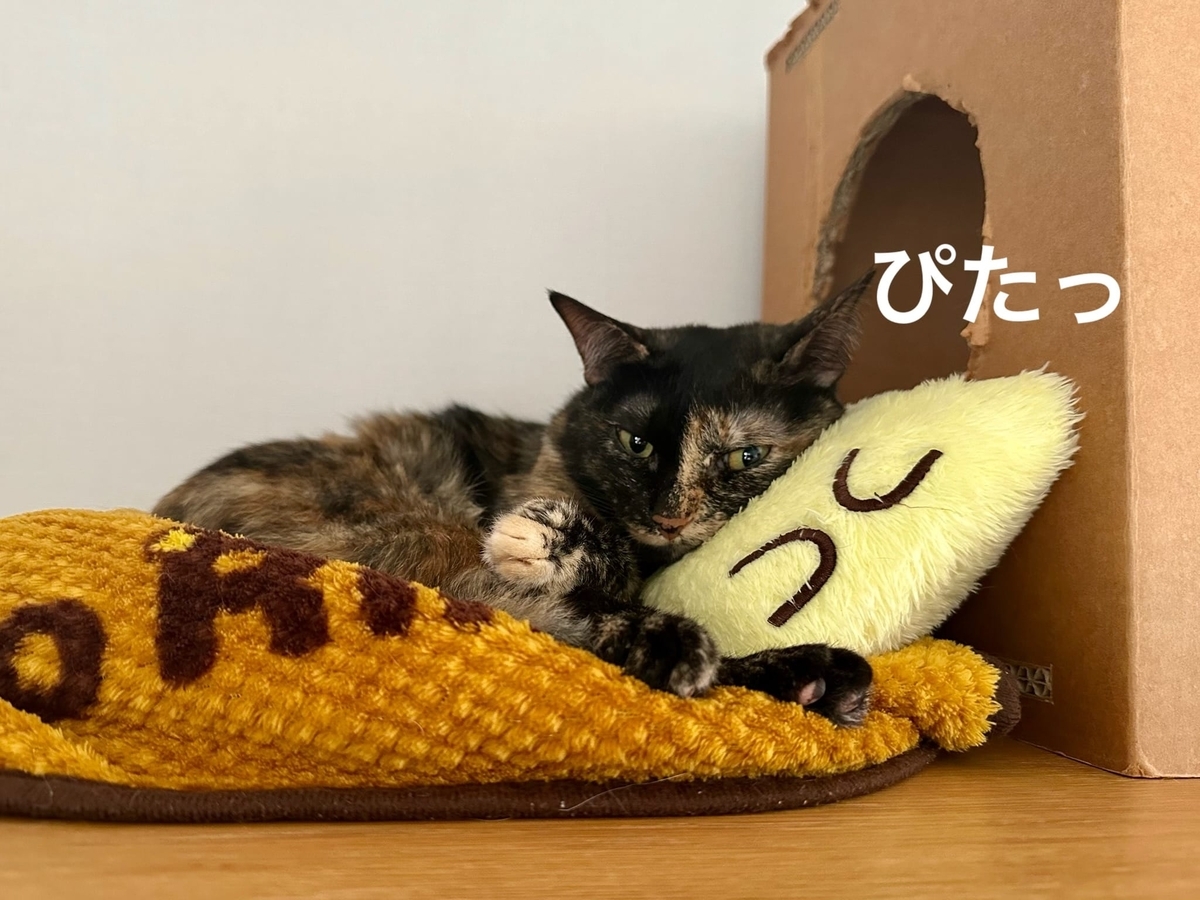 ぬくぬく過ごすもなちゃん1