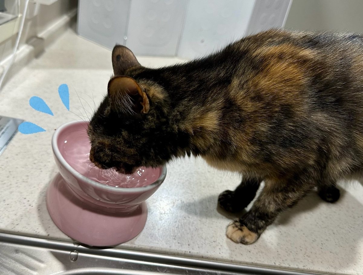 ドリンクタイムのもなちゃん
