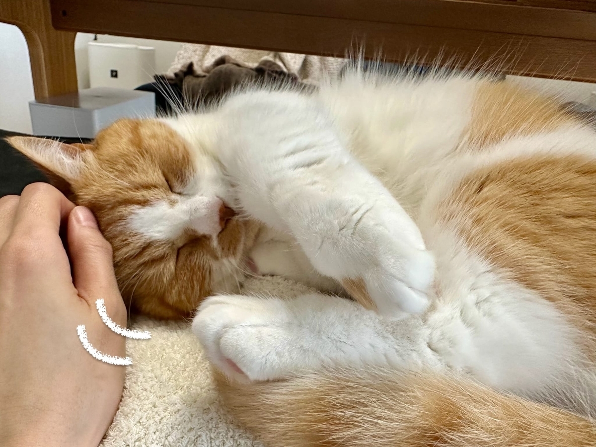 お昼寝中のるるちゃん3