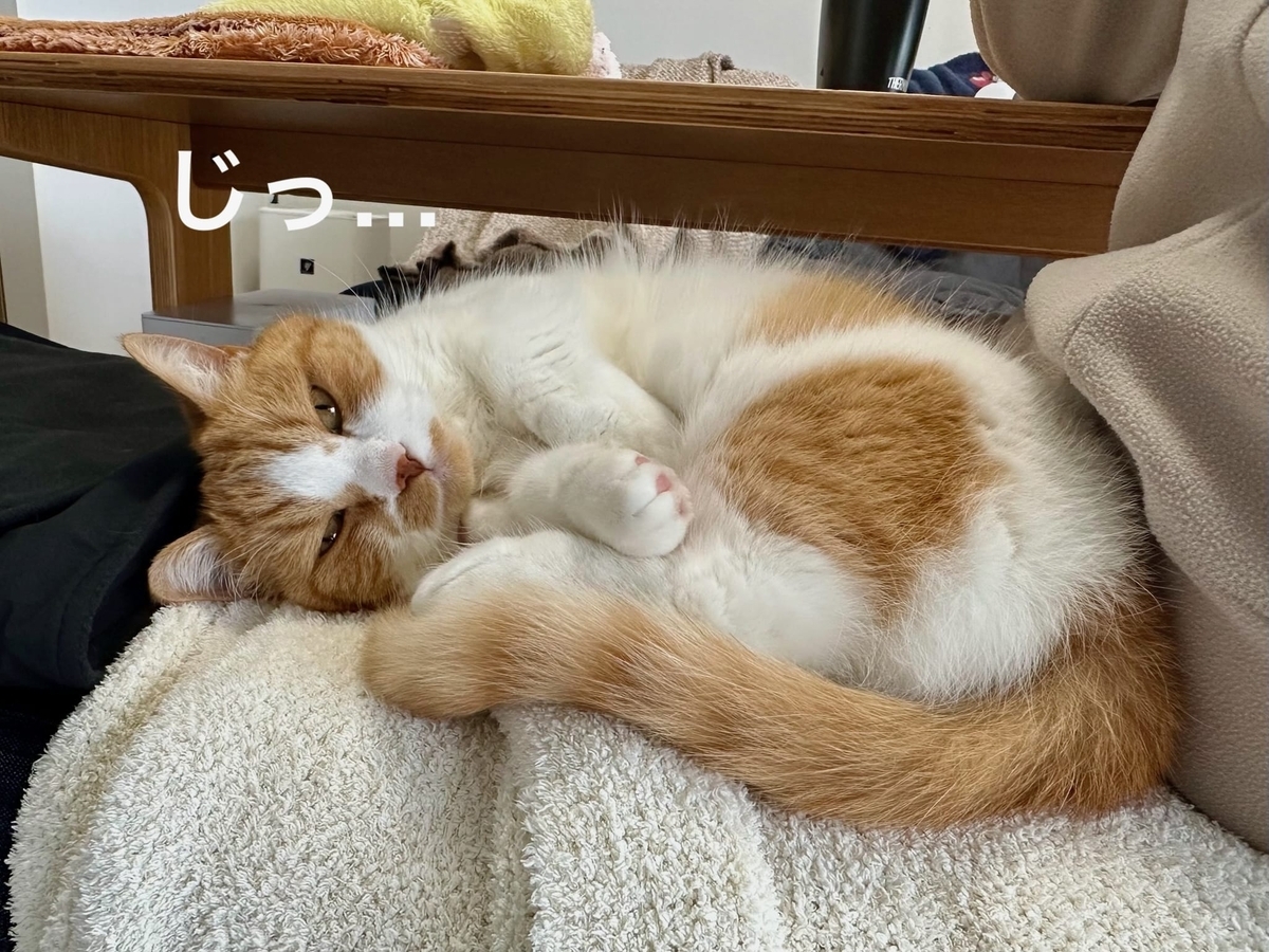 お昼寝中のるるちゃん1