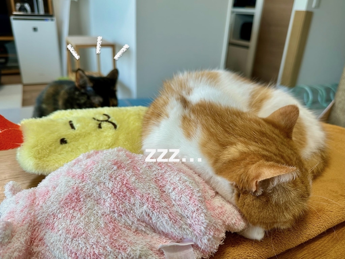るるちゃんにちょっかいもなちゃん1