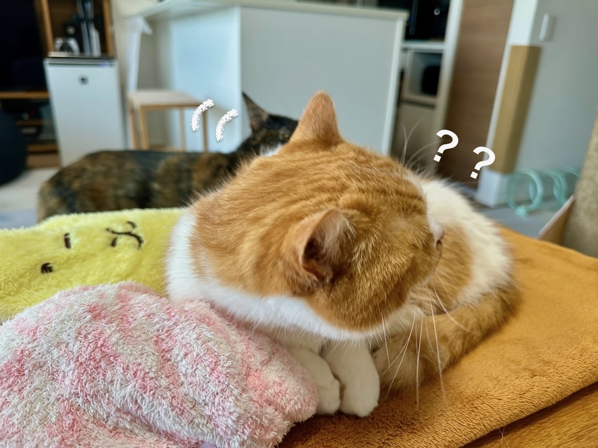 るるちゃんにちょっかいもなちゃん2