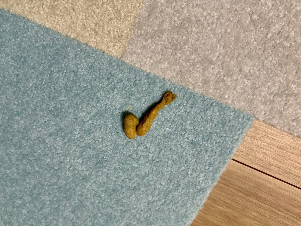 吐き出された毛玉