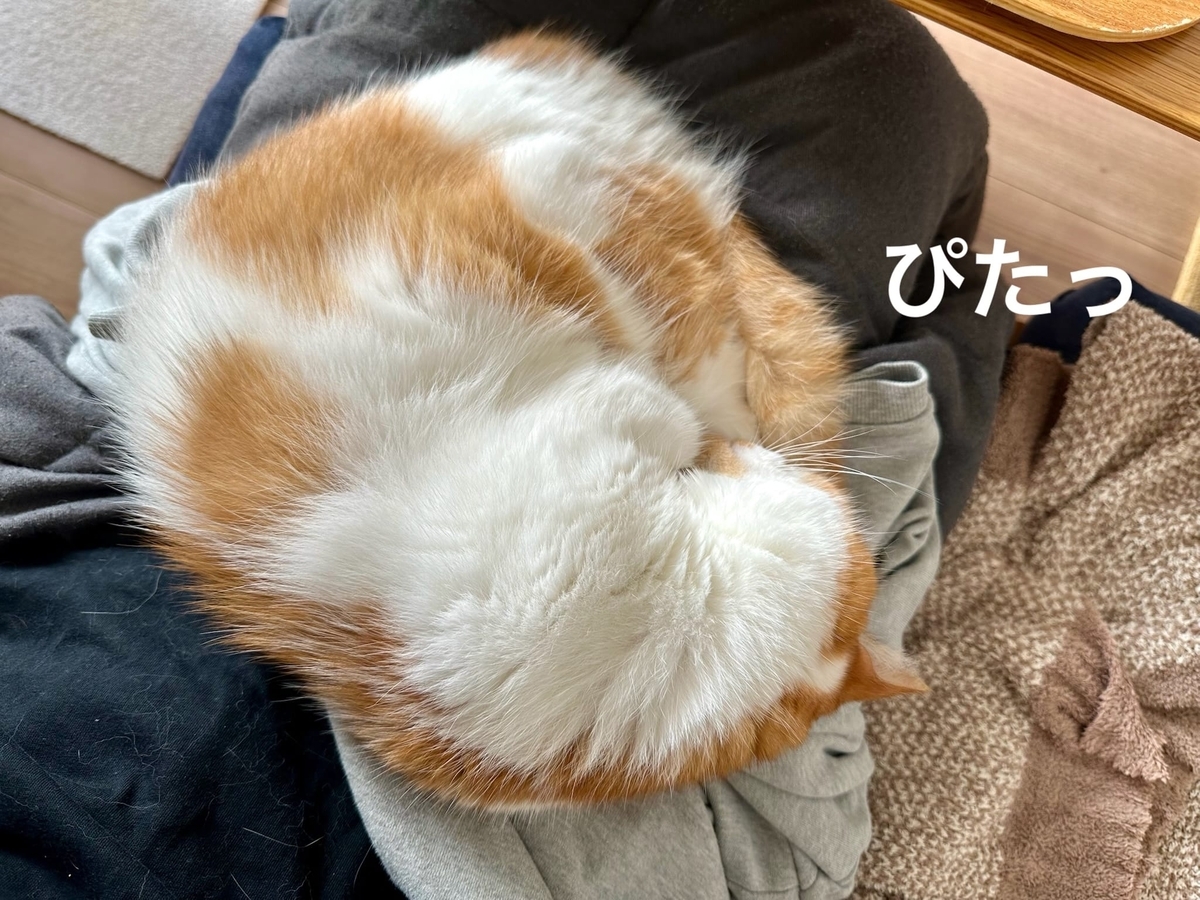 朝のふみふみ2